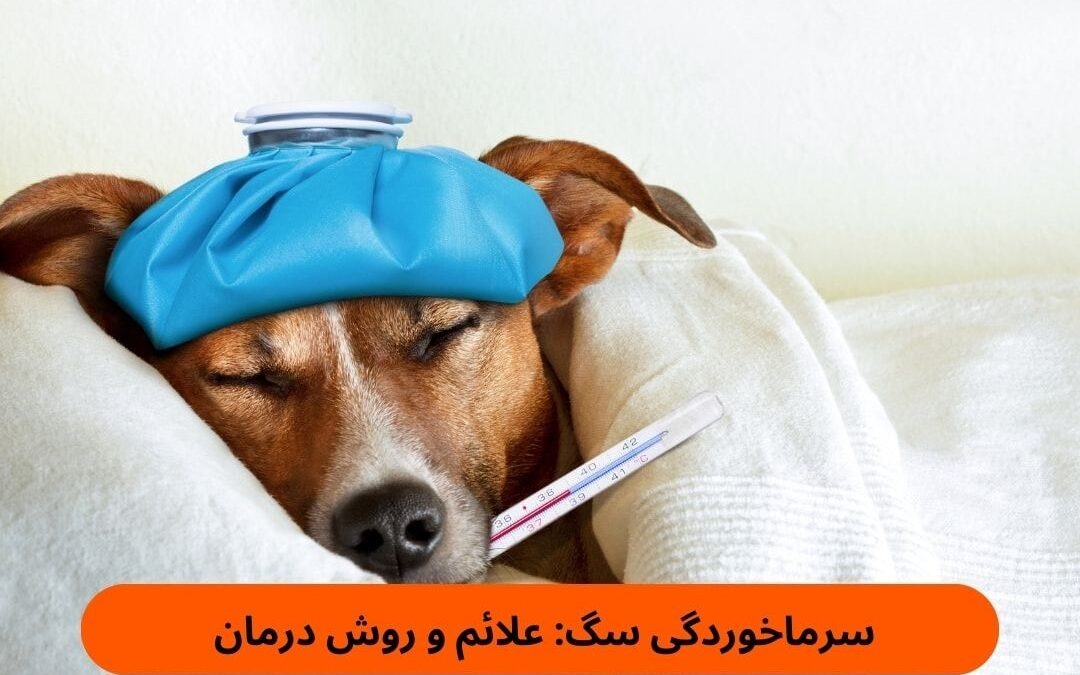 سرماخوردگی سگ: علائم و روش درمان