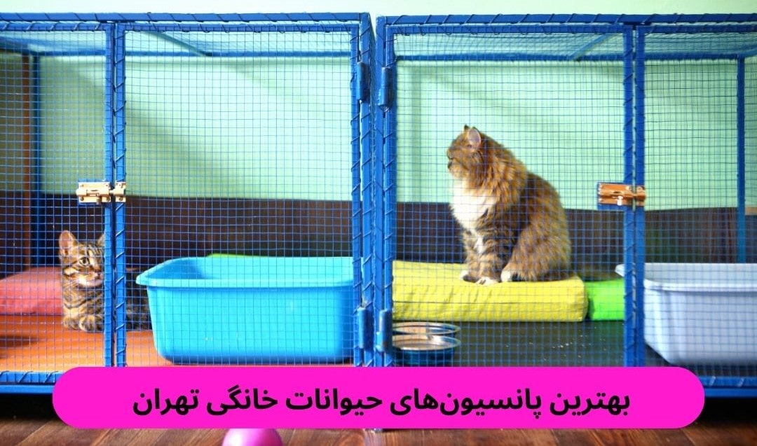 بهترین پانسیون_های حیوانات خانگی تهران