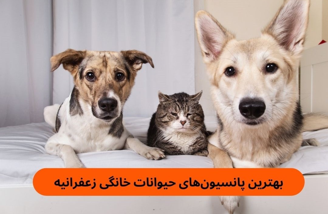 بهترین پانسیون حیوانات خانگی زعفرانیه