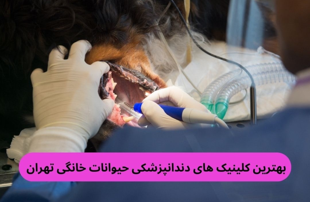 بهترین کلینیک های دندانپزشکی حیوانات خانگی تهران