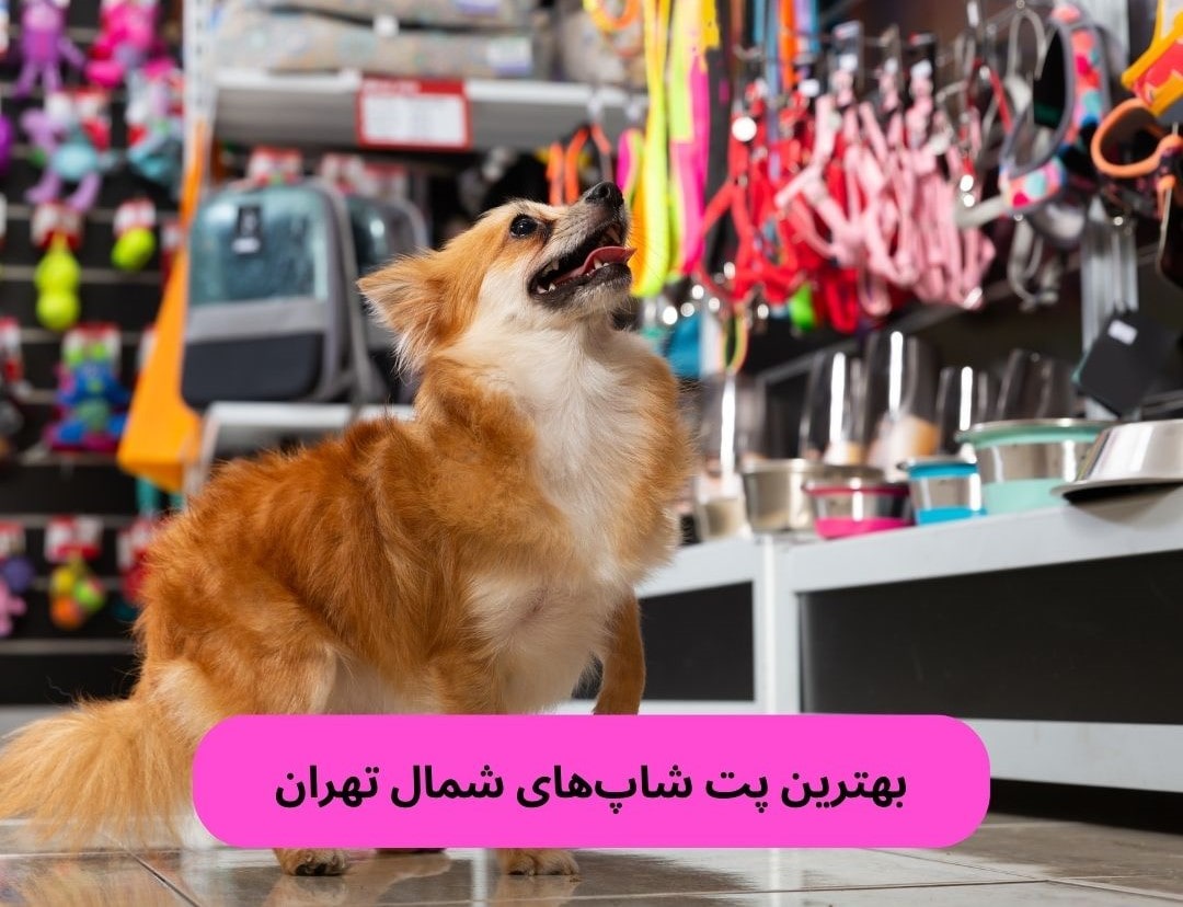 بهترین پت شاپ های شمال تهران