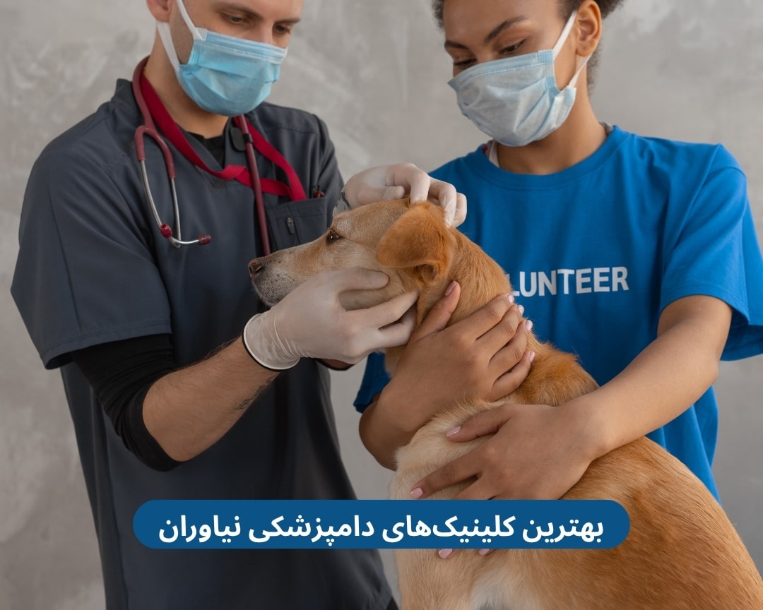 بهترین کلینیک های دامپزشکی نیاوران بهترین کلینیک های دامپزشکی نیاوران