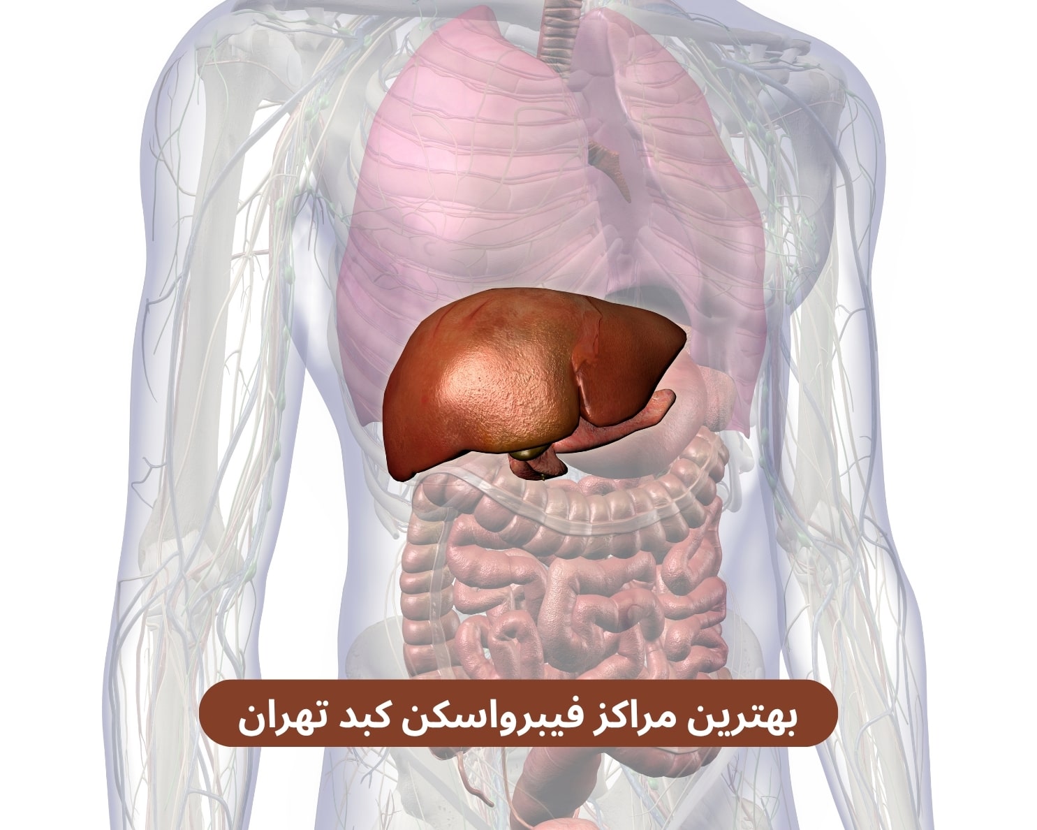 بهترین مراکز فیبرواسکن کبد تهران