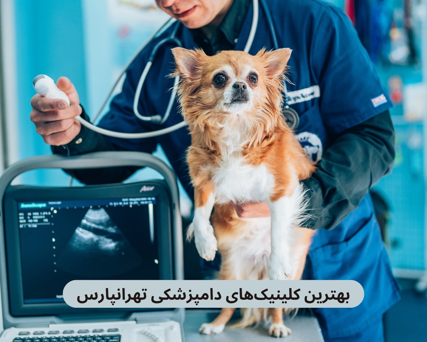 بهترین کلینیک های دامپزشکی تهرانپارس