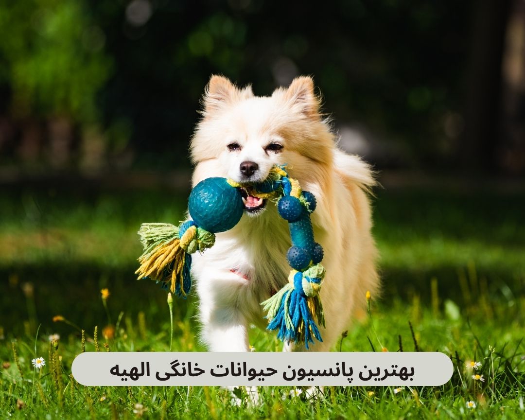 بهترین پانسیون‌ های حیوانات خانگی الهیه