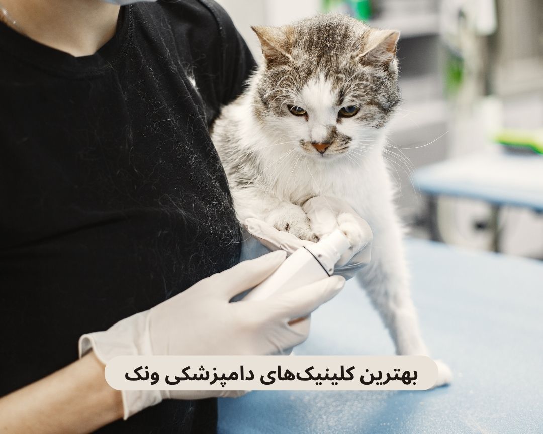 بهترین کلینیک های دامپزشکی ونک