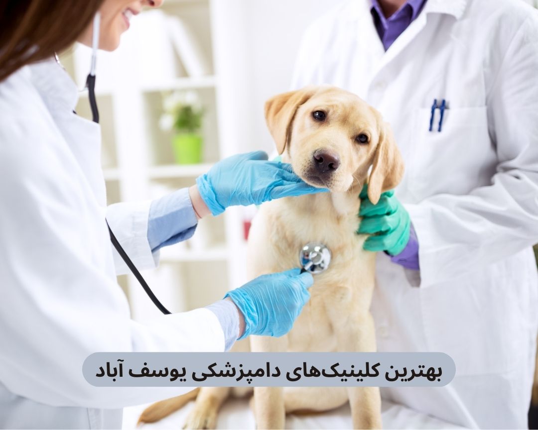 بهترین کلینیک های دامپزشکی یوسف آباد
