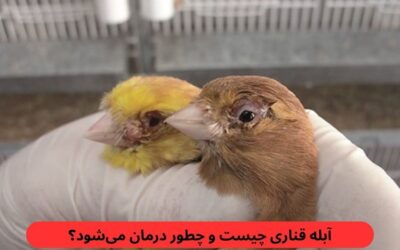 آبله قناری چیست و چطور درمان میشود؟