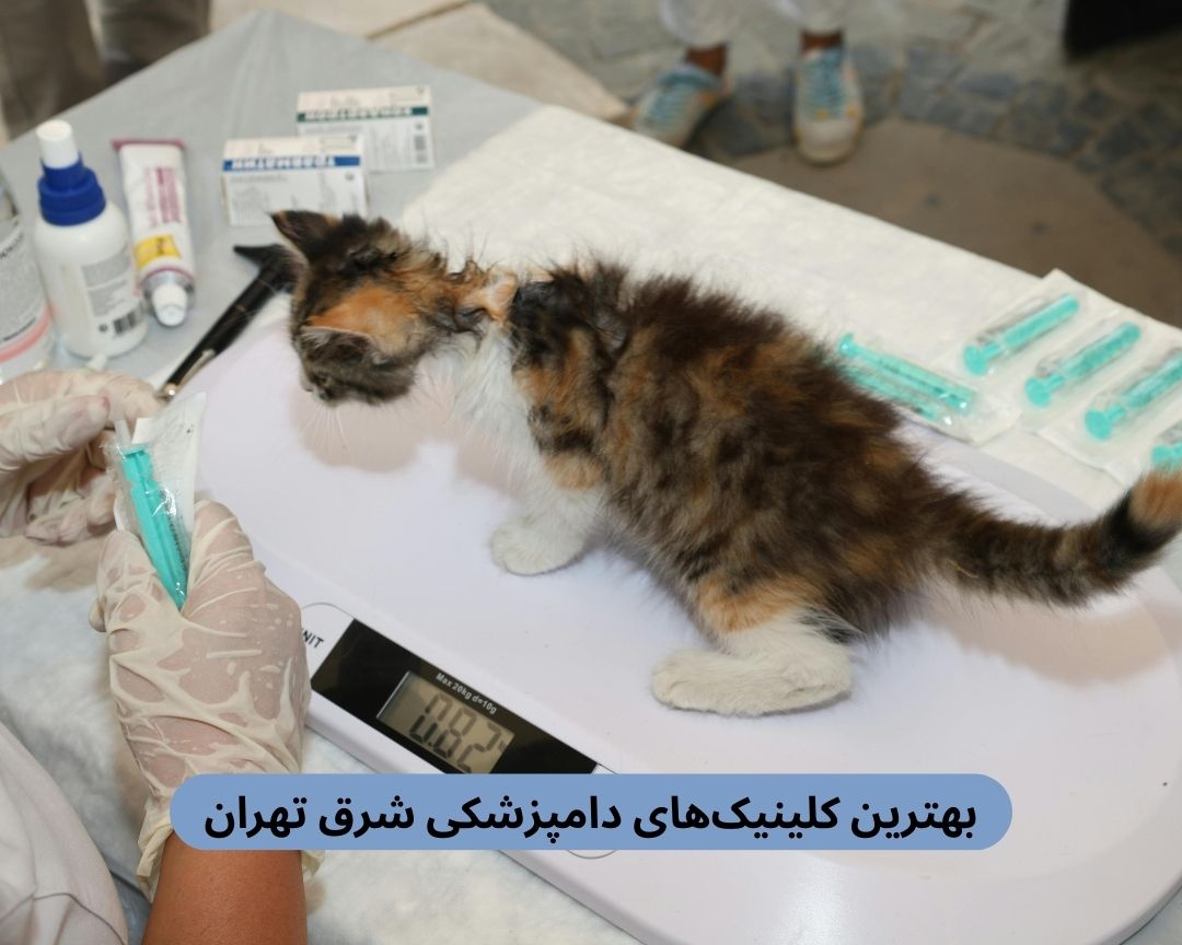 بهترین کلینیک های دامپزشکی شرق تهران