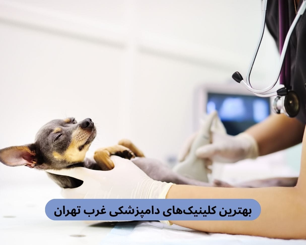بهترین کلینیک های دامپزشکی غرب تهران