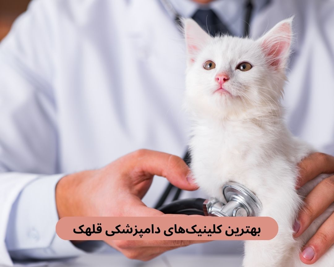 بهترین کلینیک های دامپزشکی قلهک
