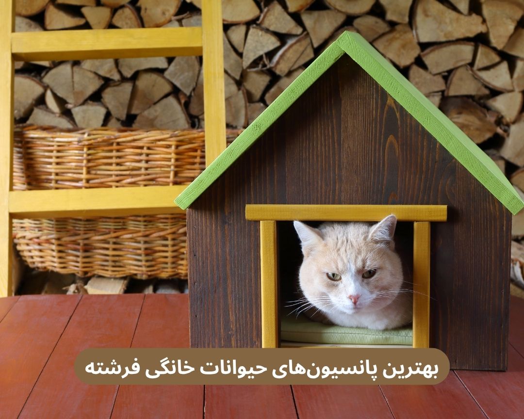 بهترین پانسیون های حیوانات خانگی فرشته