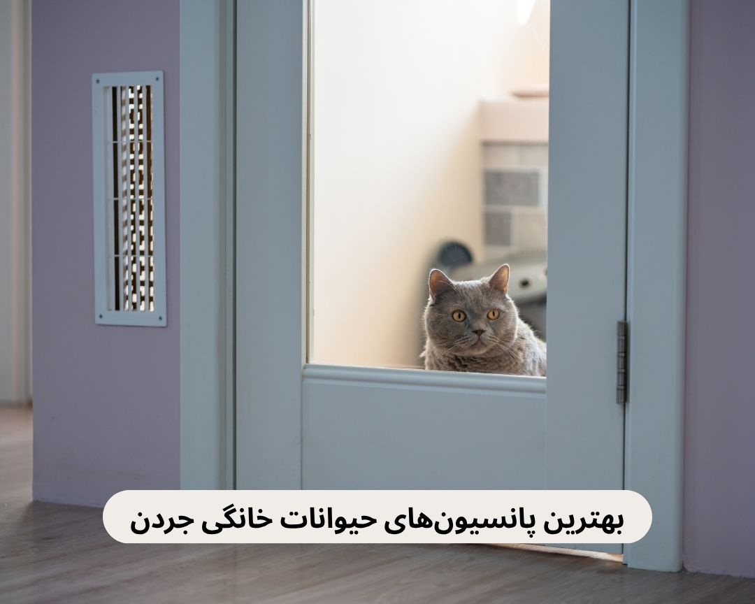 بهترین پانسیون های حیوانات خانگی جردن