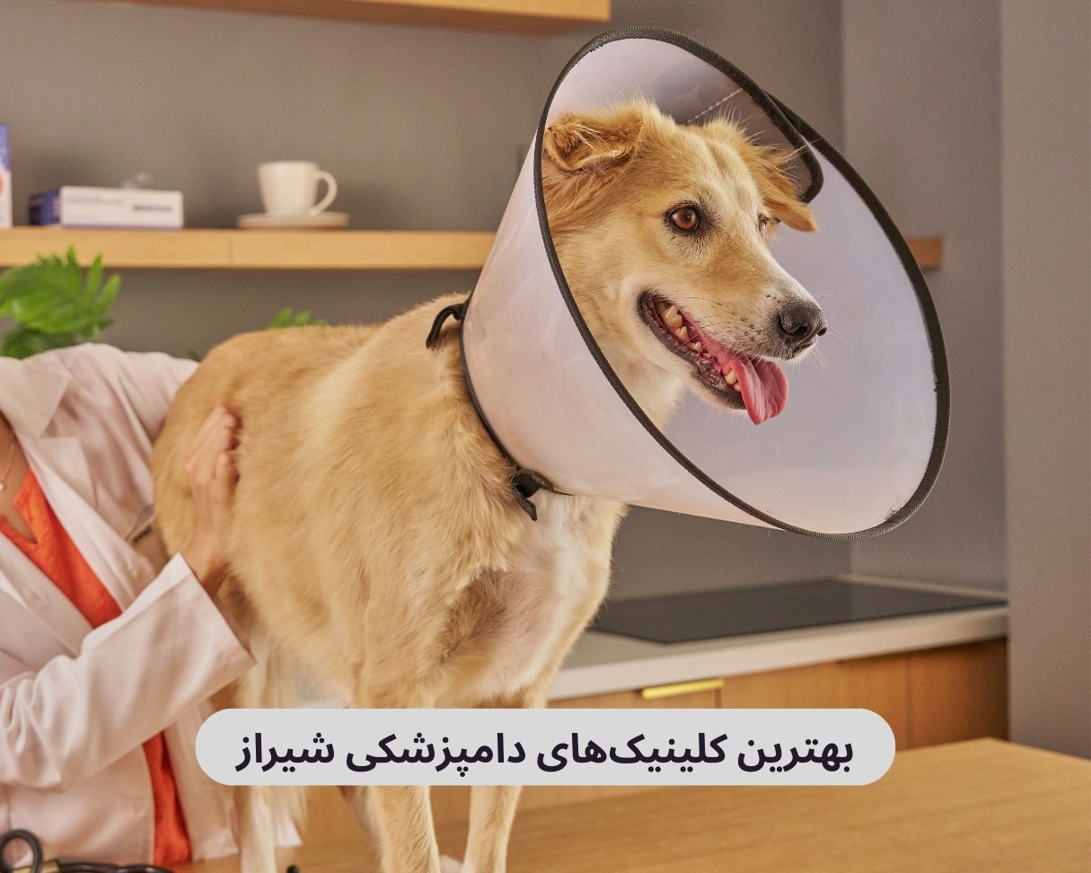 بهترین کلینیک های دامپزشکی شیراز
