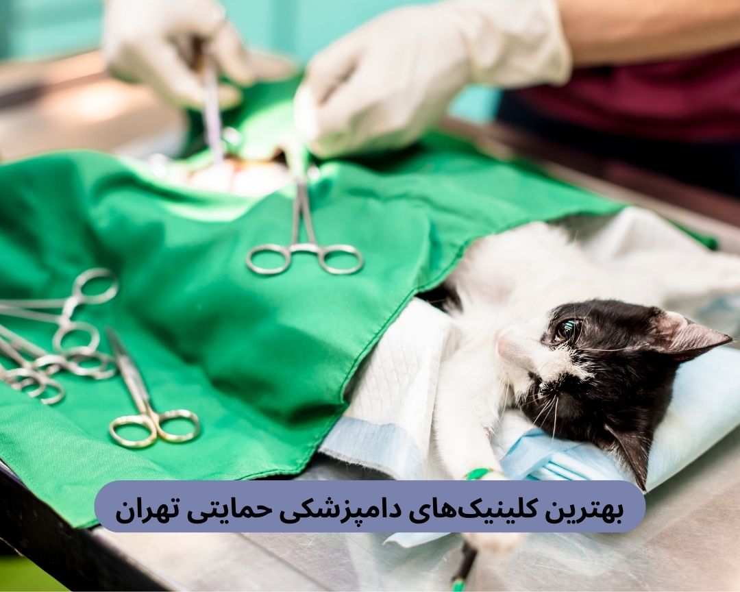 بهترین کلینیک های دامپزشکی حمایتی تهران