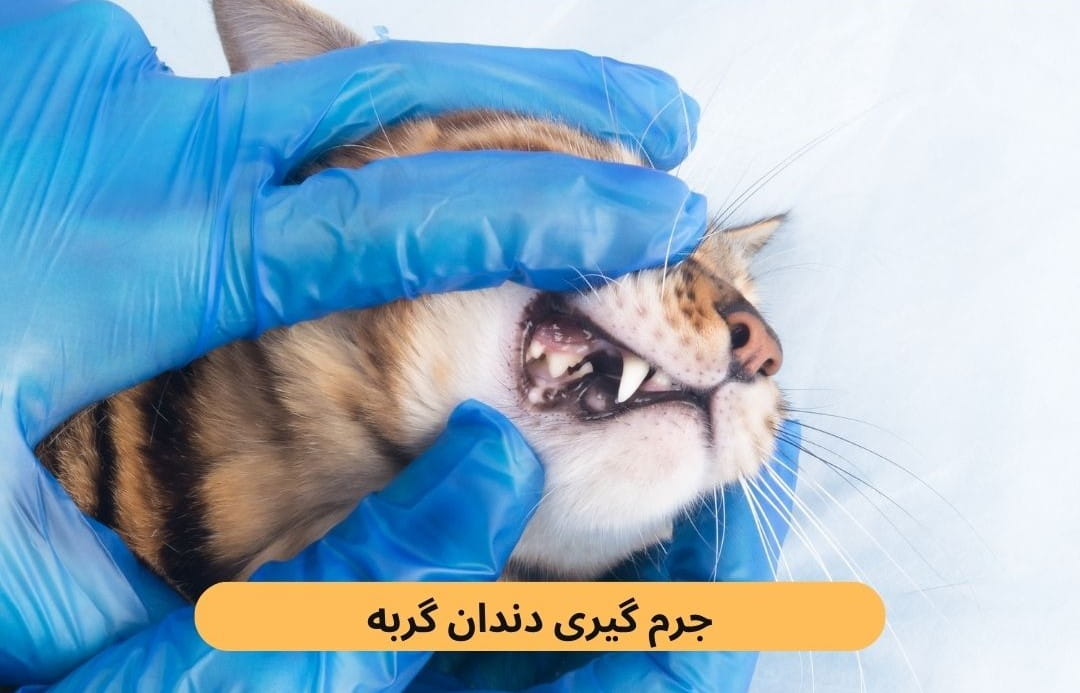 جرم ‌گیری دندان گربه یک روش تخصصی و حرفه‌ای است که طی آن، پلاک‌ها، تارتار و باکتری‌های تجمع‌یافته روی سطوح دندان پاک‌سازی می‌شوند.