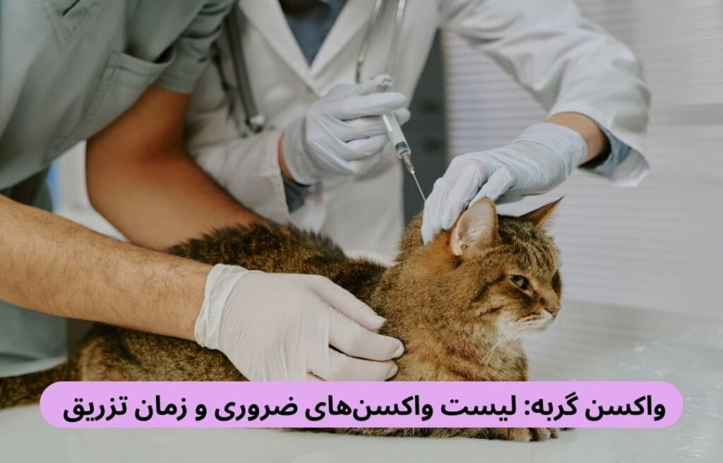 واکسیناسیون گربه یکی از موثرترین راهها برای پیشگیری از ابتلای این حیوانات به بیماریهای عفونی است و تزریق برخی از آنها ضروری است.