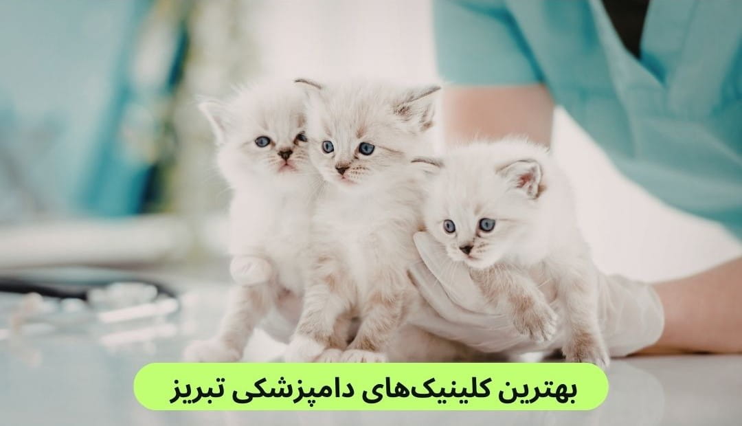 معرفی بهترین کلینیک های دامپزشکی تبریز براساس پارامترهایی چون تجربه دامپزشک، نحوه رفتار با حیوان، داشتن سیستم نوبت‌دهی، رضایت مردم و غیره.