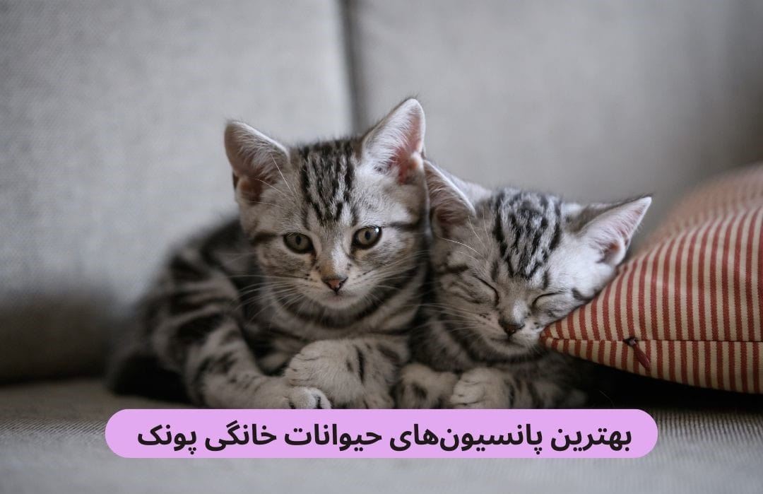 معرفی بهترین پانسیون های حیوانات خانگی پونک براساس پارامترهایی چون حضور دامپزشک، کیفیت خدمات، رعایت بهداشت و موارد دیگر.