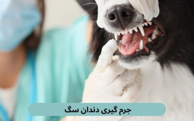 جرم گیری دندان سگ