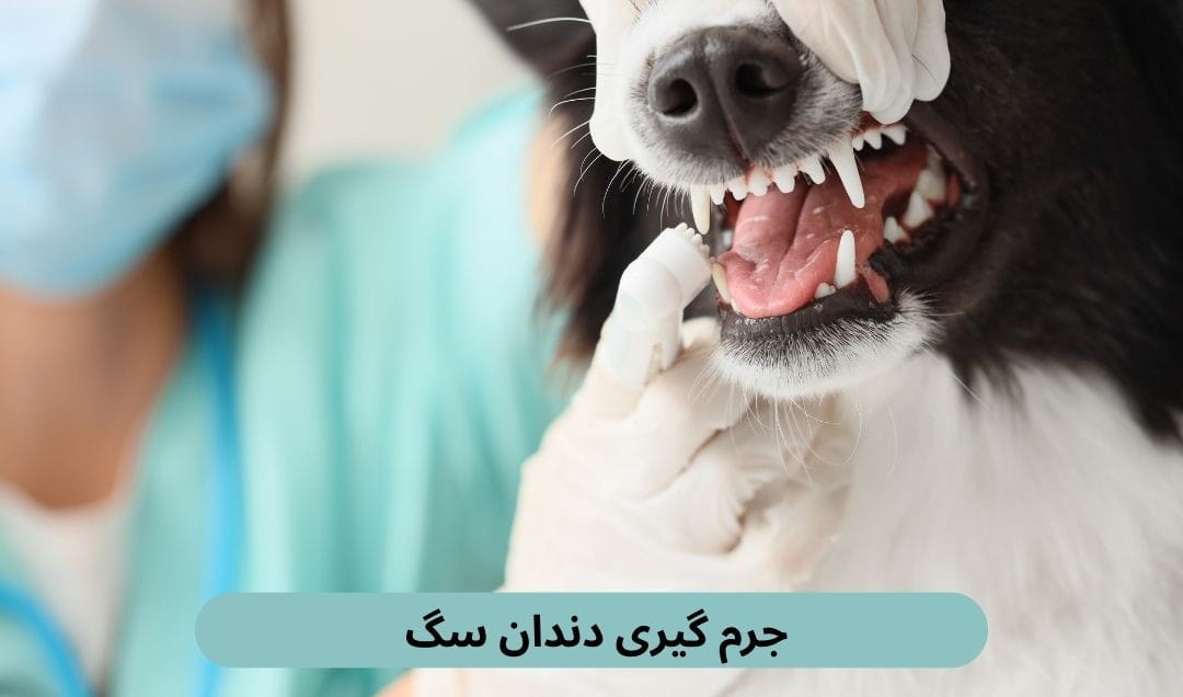 جرم گیری دندان سگ به روش‌هایی گفته می‌شود که در آن رسوبات چسبیده به سطح دندان‌ها توسط دامپزشک متخصص حذف می‌شوند.