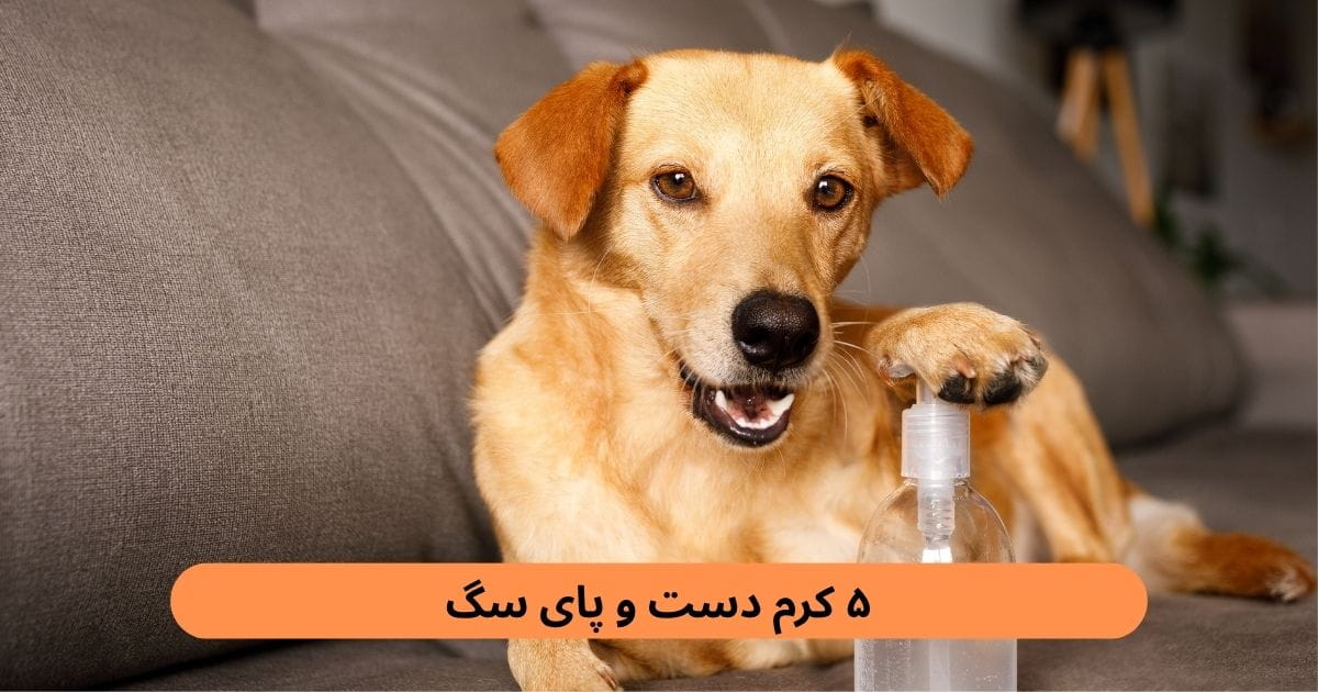 در شرایطی که پنجه‌ها بیش از حد خشک هستند، بالم یا کرم دست و پای سگ می‌تواند به حفظ نرمی و انعطاف پوست کمک کند.