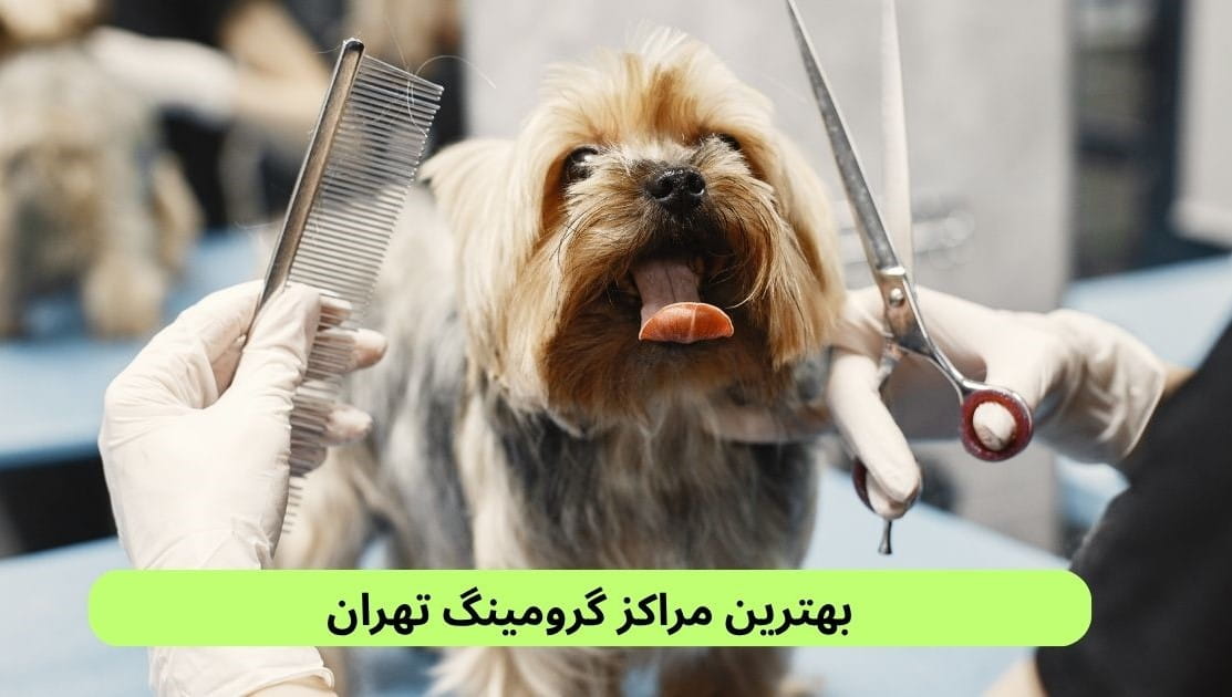 لیست بهترین مراکز گرومینگ تهران براساس نظرات مردم، کیفیت خدمات، رعایت بهداشت، استفاده‌ از شوینده‌های مناسب و موارد دیگر.