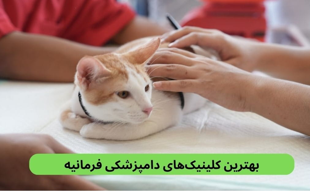 لیست بهترین کلینیک های دامپزشکی فرمانیه براساس مواردی چون بهداشت، رفتار با حیوان، داشتن پرونده، تنوع خدمات و موارد دیگر.