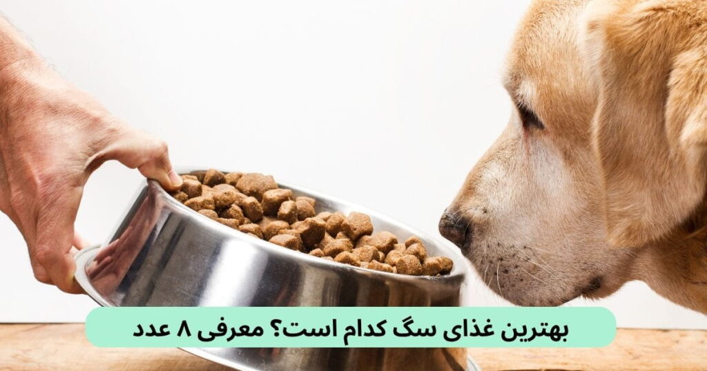 ما در این مقاله ۸ عدد از بهترین غذاهای سگ را معرفی کردهایم که با مشورت دامپزشک حیوان خود میتوانید غذای مدنظر را انتخاب کنید.