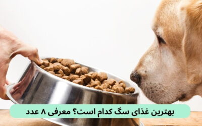 بهترین غذای سگ کدام است؟ معرفی ۸عدد