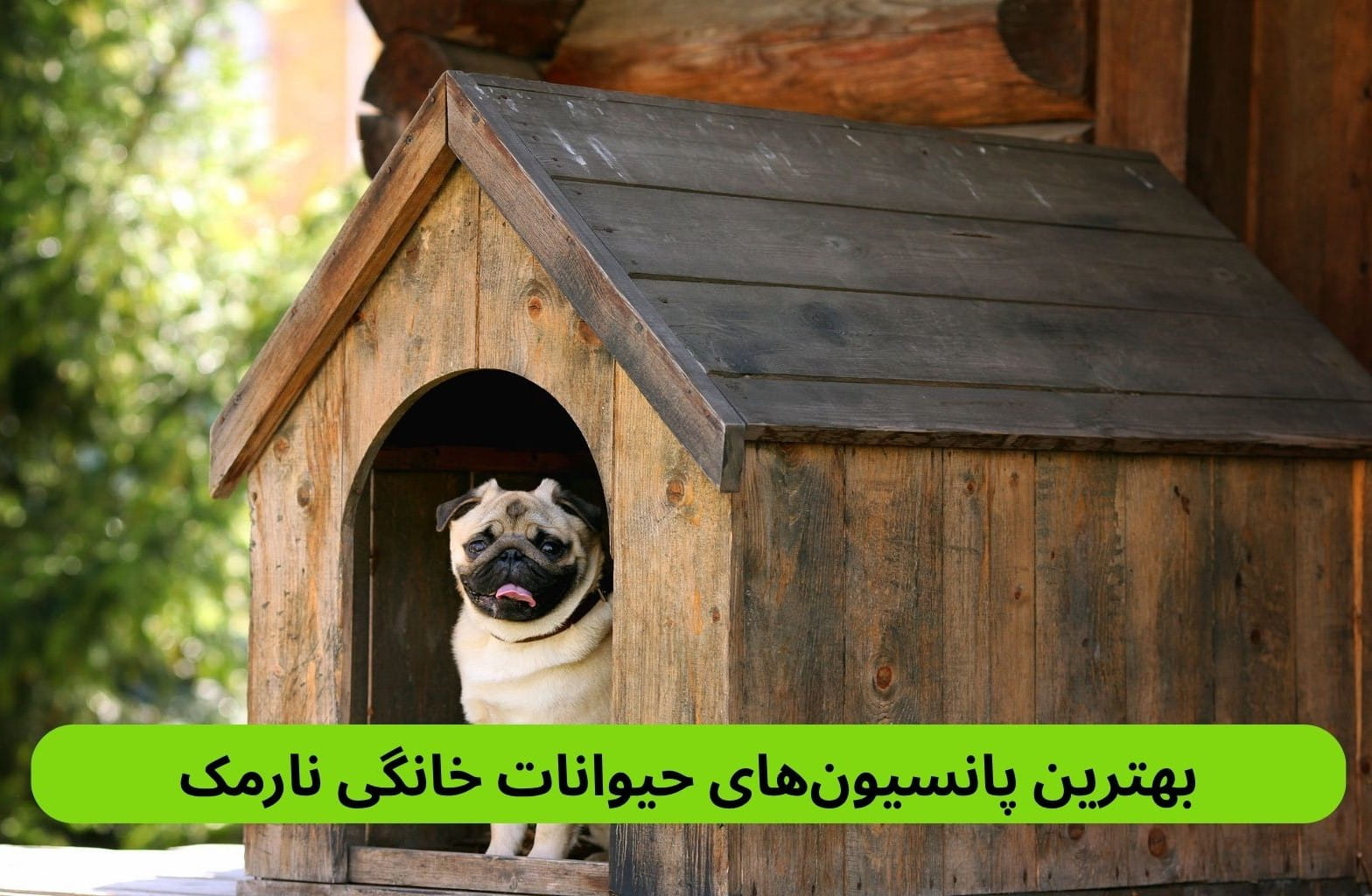 بهترین پانسیون_های حیوانات خانگی نارمک لیست بهترین پانسیون های حیوانات خانگی نارمک براساس پارامترهایی چون کیفیت خدمات، رضایت مراجعین، بهداشت و موارد دیگر.