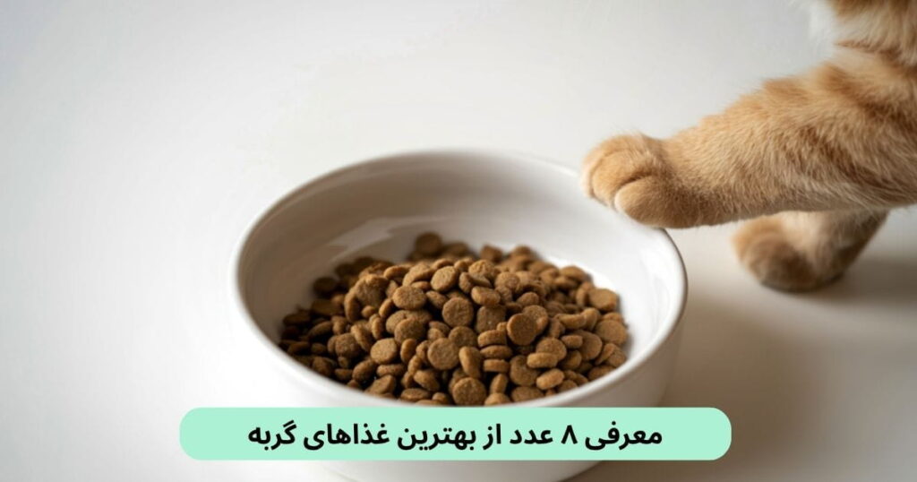 غذای گربه باید از نظر پروتئین، چربی، ویتامینها، مواد معدنی و اسیدهای آمینه ضروری متعادل باشد. در ادامه بهترین آنها را معرفی میکنیم.